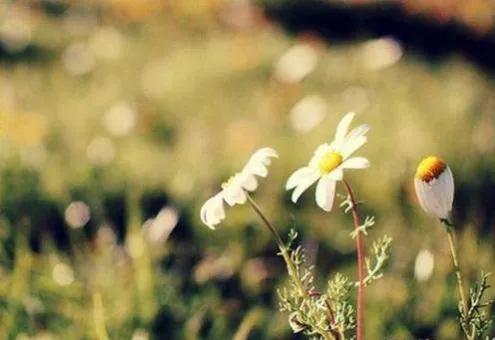 发现美好的句子唯美（致生活中的小美好句子）