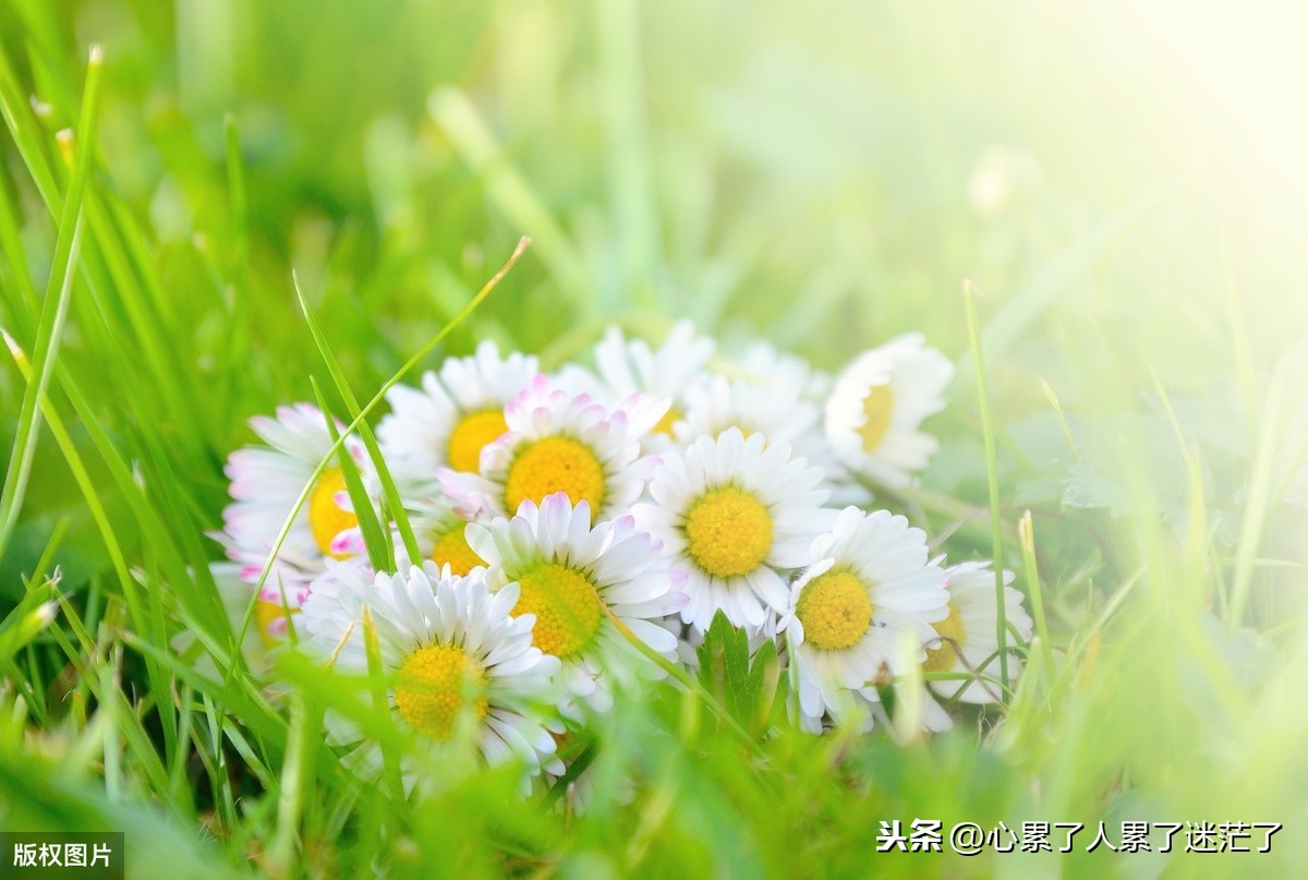 理想与现实之间的感悟（适合发朋友圈的人生感言）