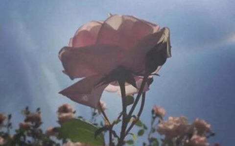 同事离别祝福语简短年轻人（送别的话简短八个字）