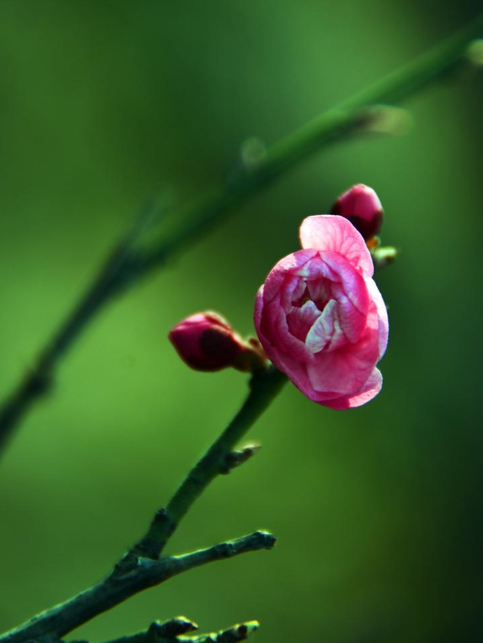 关于梅花古诗词（梅花古诗欣赏）