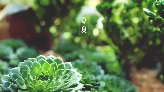 关于立夏的诗句古诗（描写立夏的古诗名句）