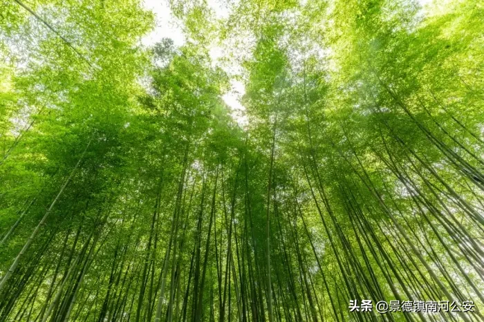 关于夏天的诗句古诗（有关夏天的诗句古诗大全）