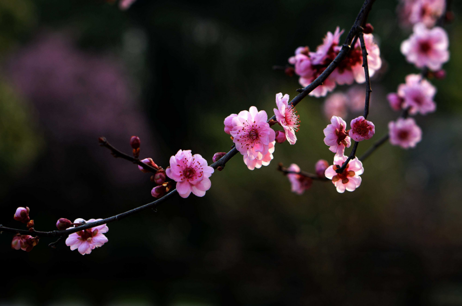 写梅花的古诗有什么（赞美梅花的诗句鉴赏）