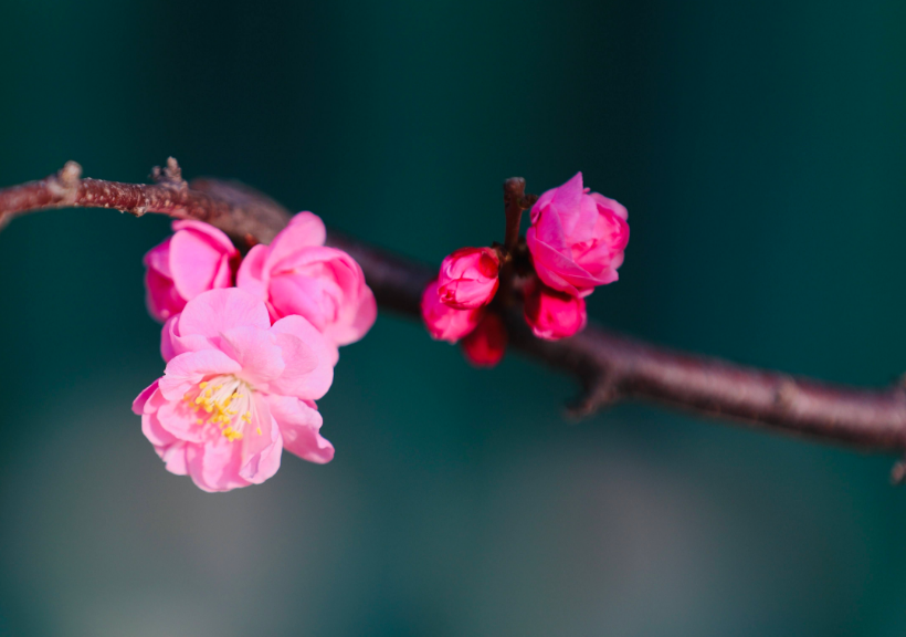 写梅花的古诗有什么（赞美梅花的诗句鉴赏）