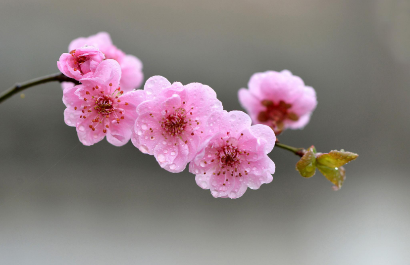 写梅花的古诗有什么（赞美梅花的诗句鉴赏）