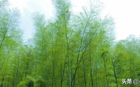 关于竹子的作文400字（竹子的品质优秀作文）