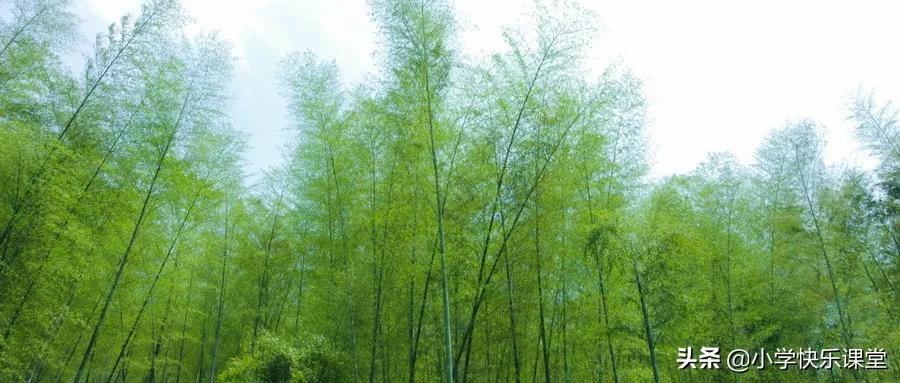 关于竹子的作文400字（竹子的品质优秀作文）