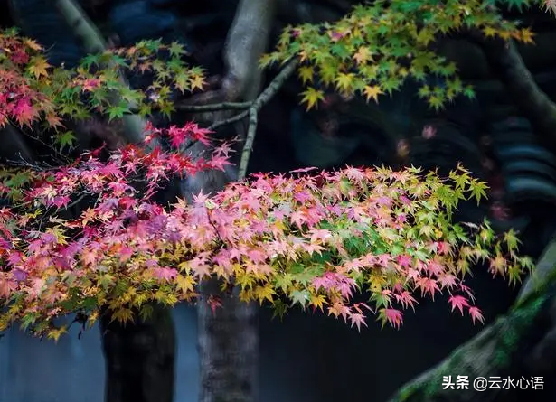 韦应物登楼赏析（有关登楼的古诗）