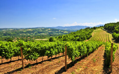 描写夏天的好段摘抄（关于夏天的优美段落）