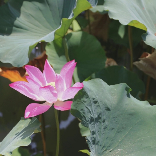 关于莲花的古诗句有哪些（莲花的寓意和象征）