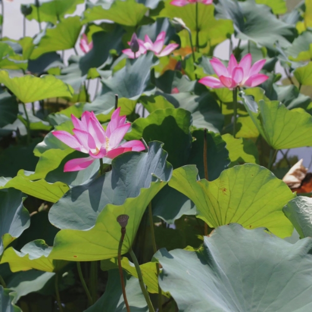 关于莲花的古诗句有哪些（莲花的寓意和象征）