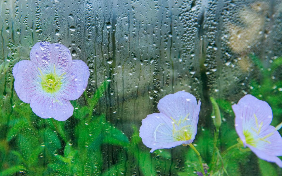描写暴雨的句子佳句（形容暴雨的好词好句）
