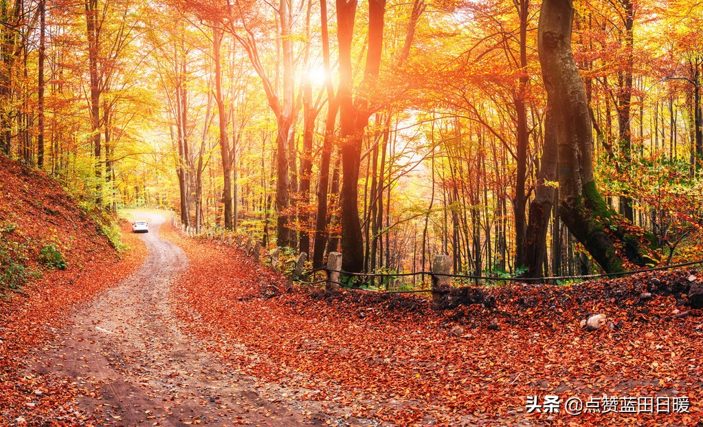 登高古诗原文是什么（关于登高的诗词赏析）