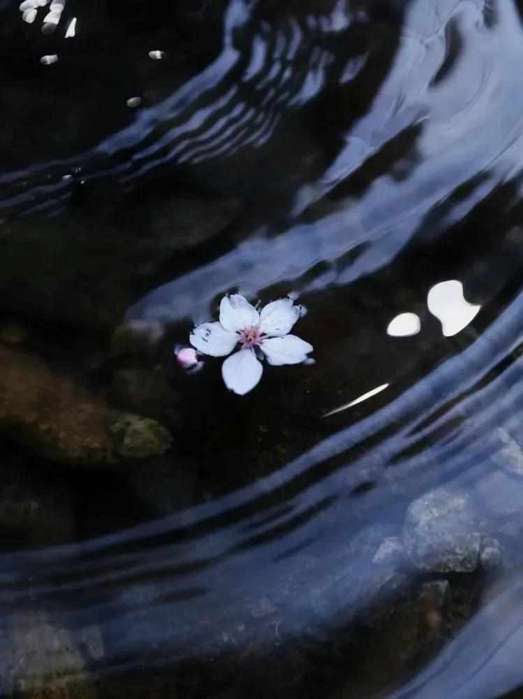 落花有意流水无情什么意思（狐泉店原文翻译及赏析）