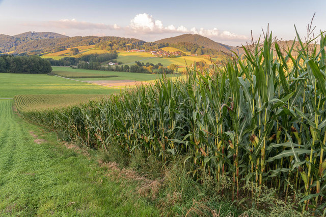 描写夏天的好段摘抄（描写盛夏的优美段落）