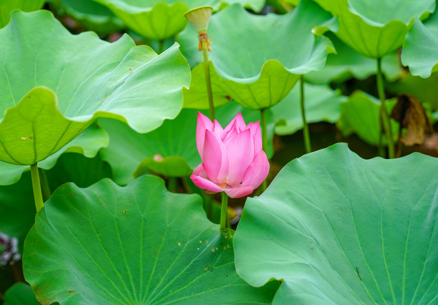 描写夏天的好段摘抄（描写盛夏的优美段落）