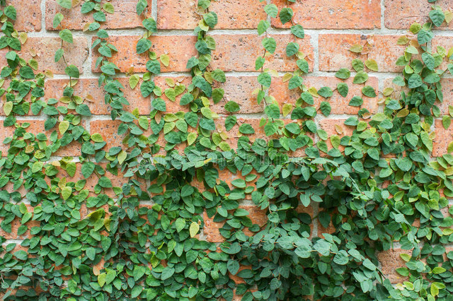 描写夏天的好段摘抄（描写盛夏的优美段落）