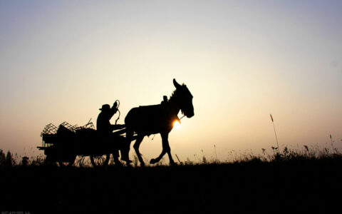农夫殴宦文言文翻译（尝有农夫以驴负柴至城买）