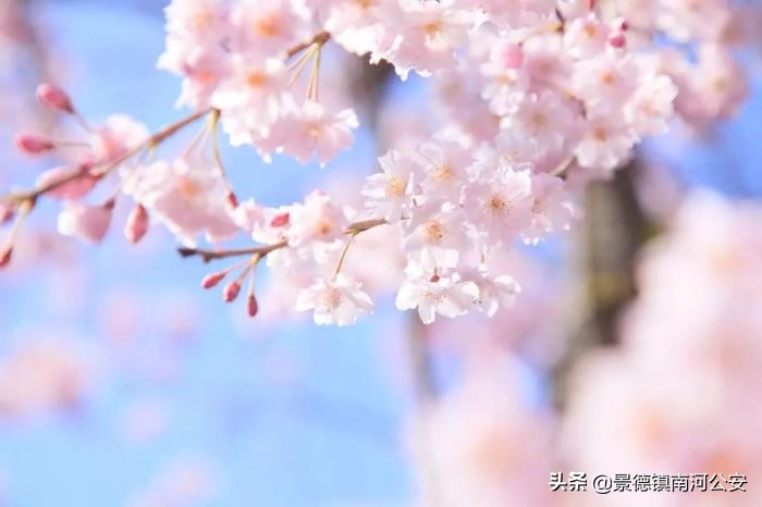 吹面不寒杨柳风全诗（不负春光的唯美句子）