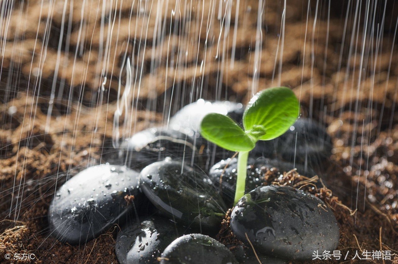 人生像鱼的句子有哪些（人生如鱼的短句大全）