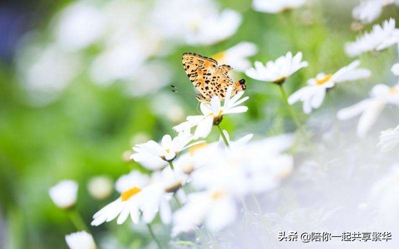 不负时光不负卿意思是什么（带你了解这句话的真实含义）