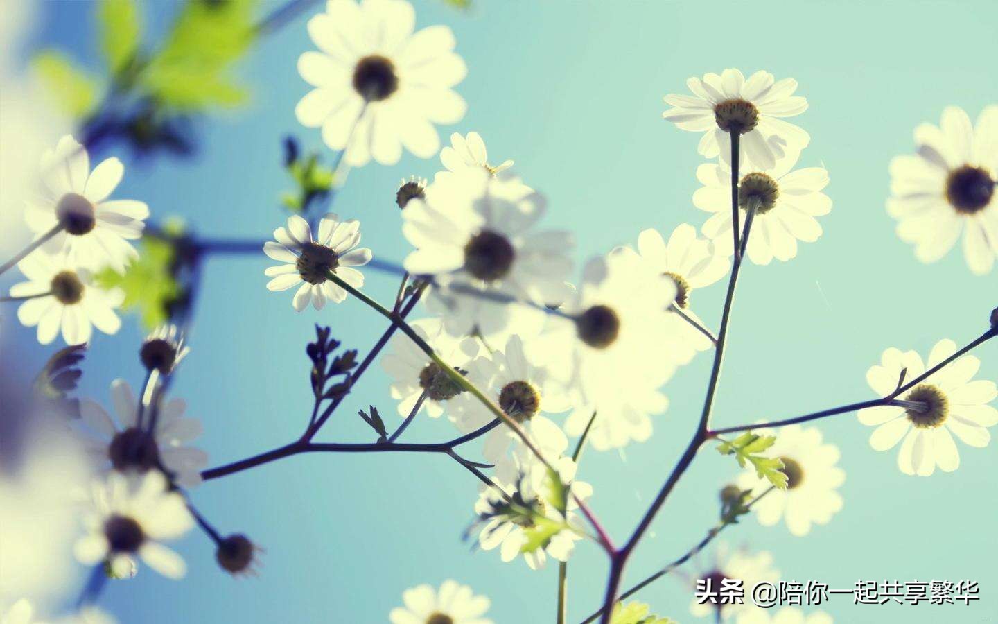 不负时光不负卿意思是什么（带你了解这句话的真实含义）