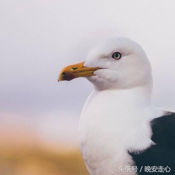 晨会分享正能量一段话工作（早上优美语录）