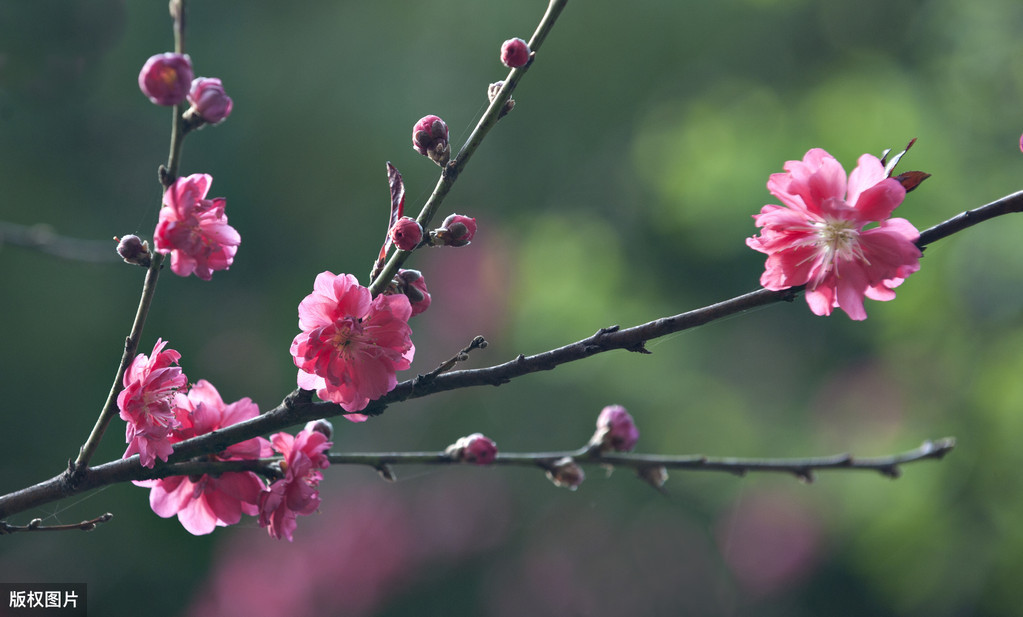 隐隐飞桥隔野烟什么意思（桃花溪全诗翻译赏析）