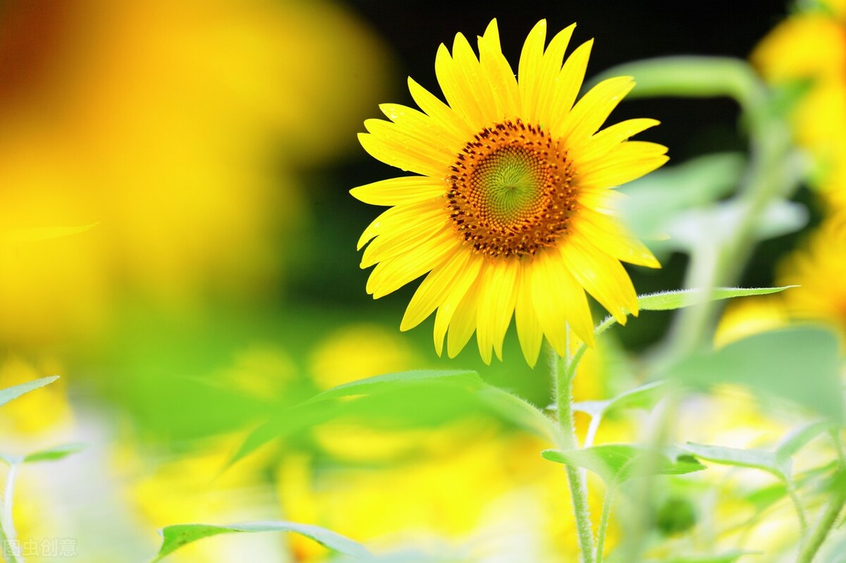 自信的句子简短唯美（充满阳光自信的句子）