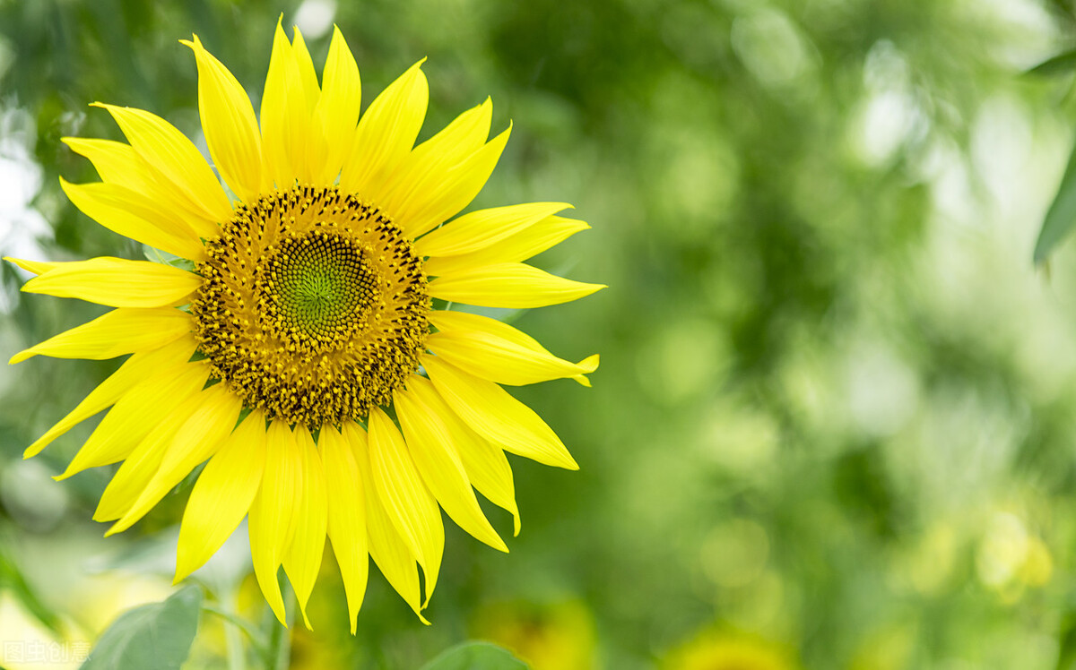 自信的句子简短唯美（充满阳光自信的句子）