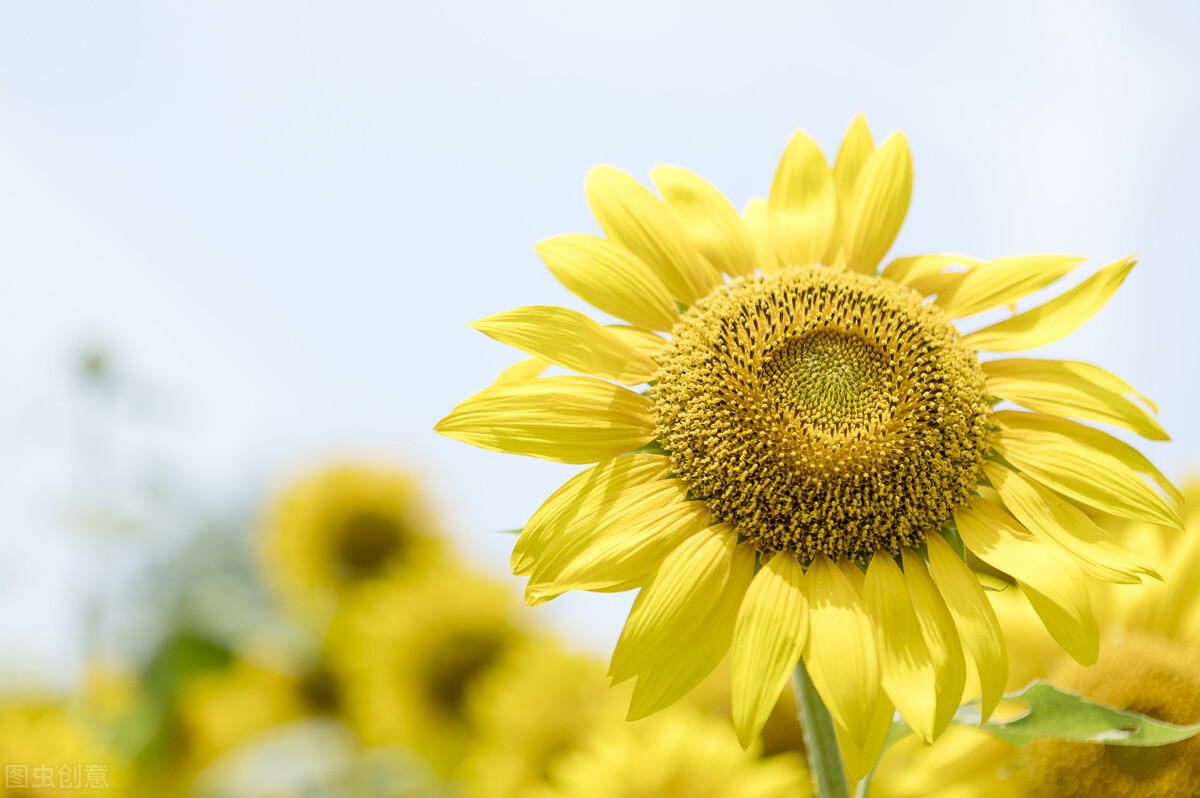 自信的句子简短唯美（充满阳光自信的句子）