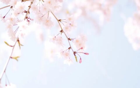 关于春的诗句飞花令（春字飞花令100句）