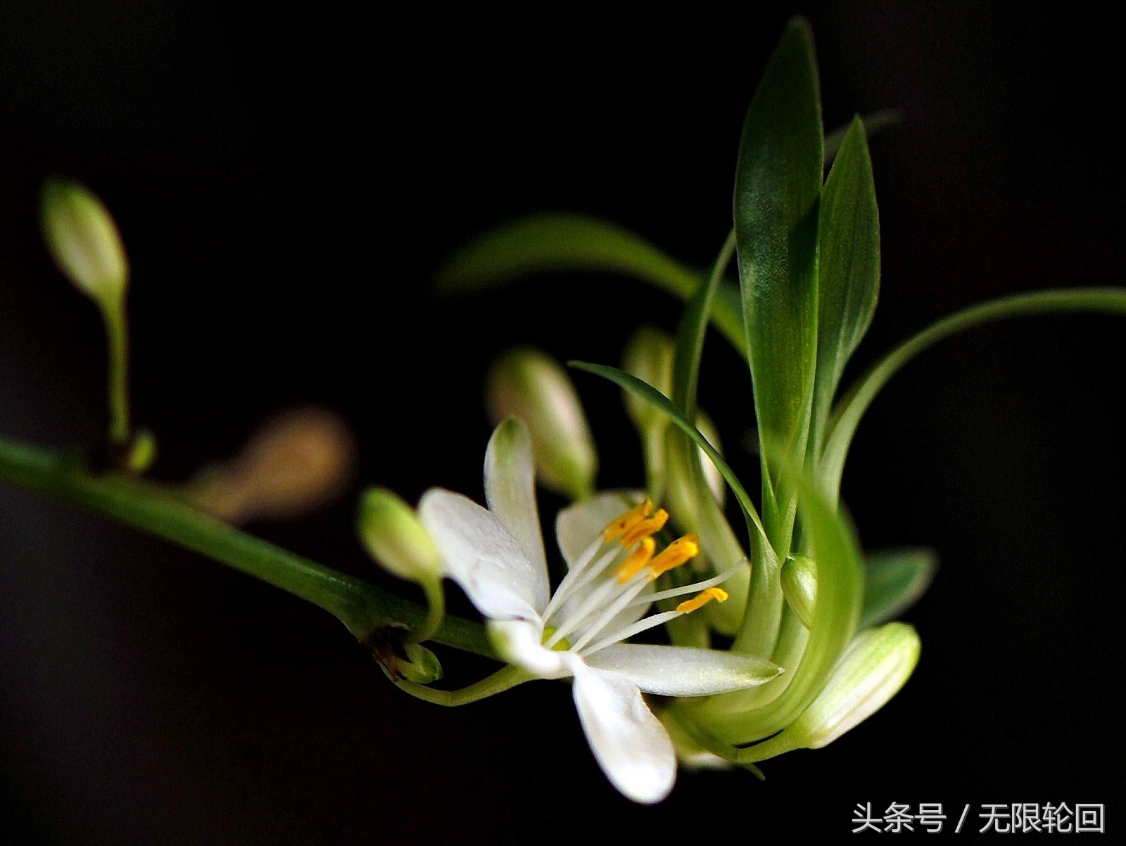 兰花诗句最出名诗句（赞美兰花的七言诗）