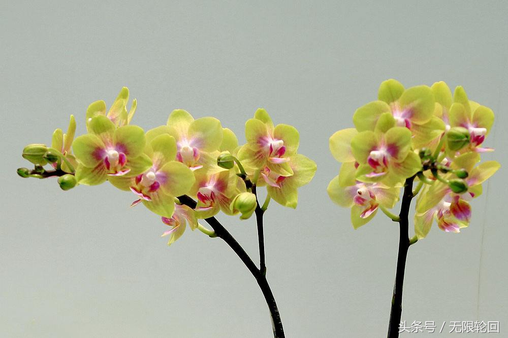 兰花诗句最出名诗句（赞美兰花的七言诗）