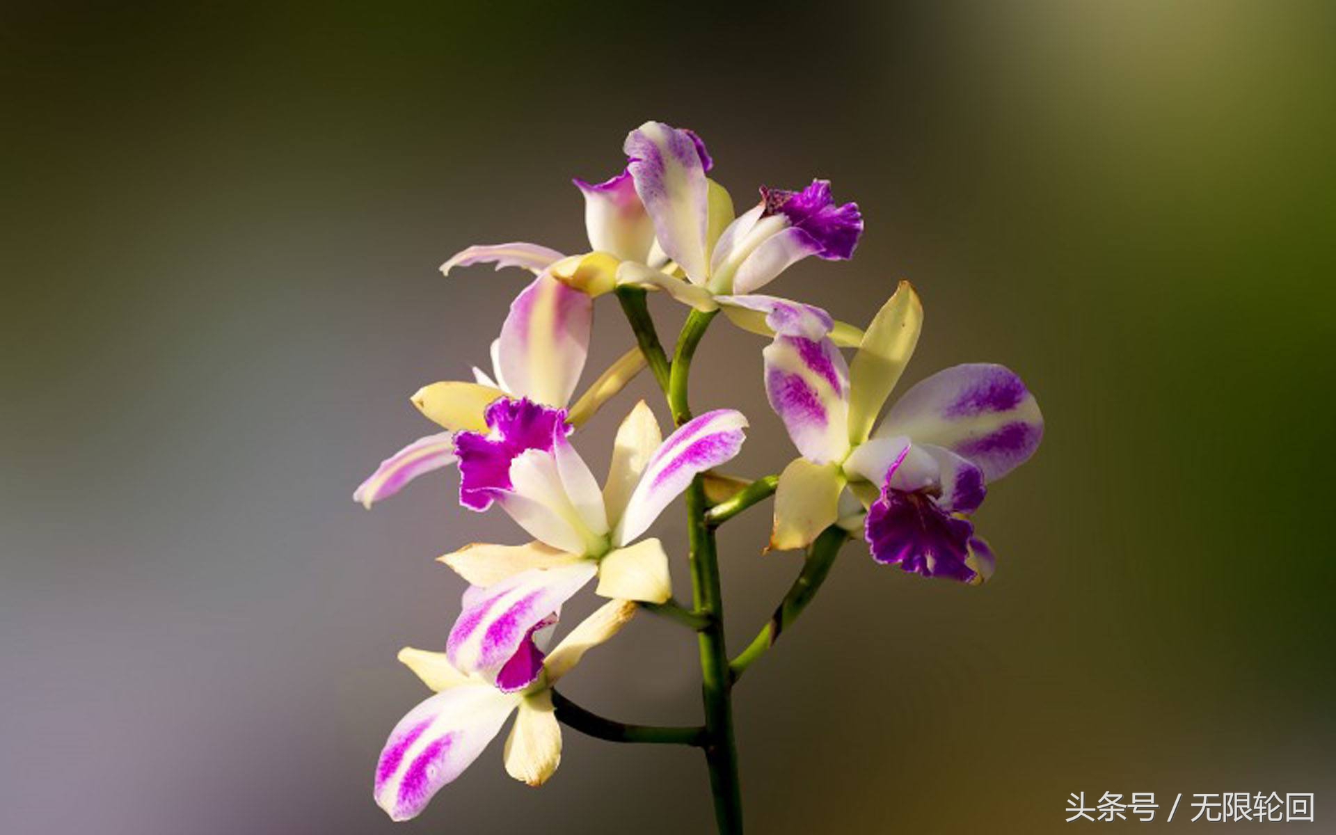 兰花诗句最出名诗句（赞美兰花的七言诗）