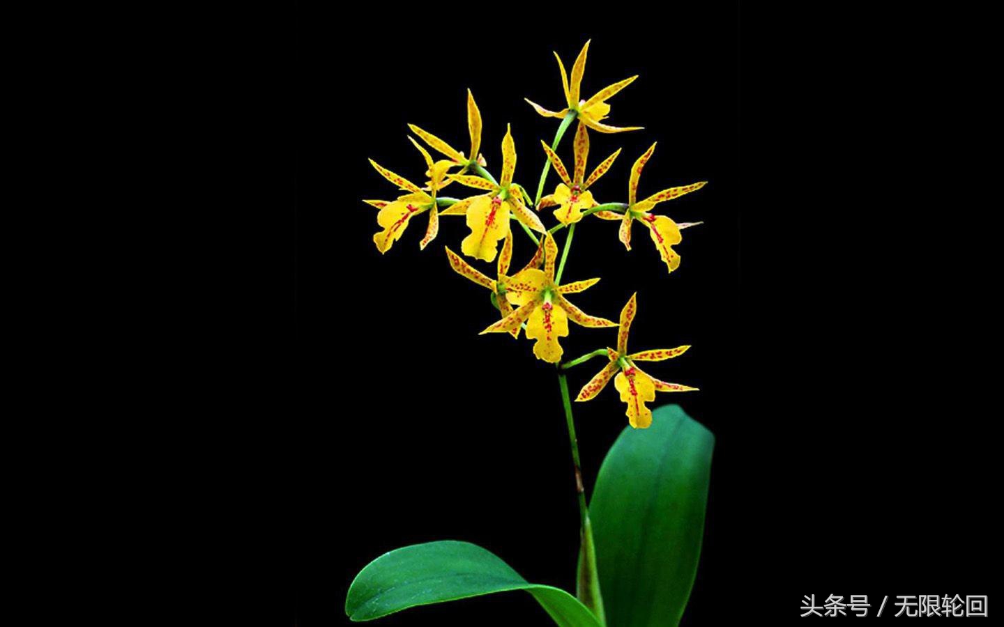 兰花诗句最出名诗句（赞美兰花的七言诗）