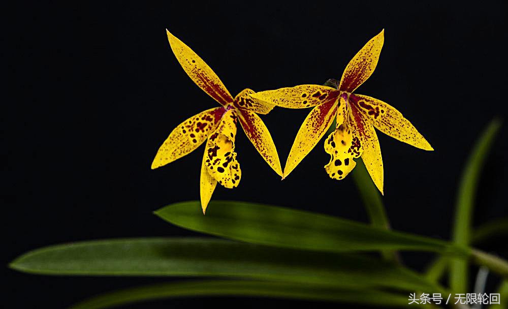 兰花诗句最出名诗句（赞美兰花的七言诗）