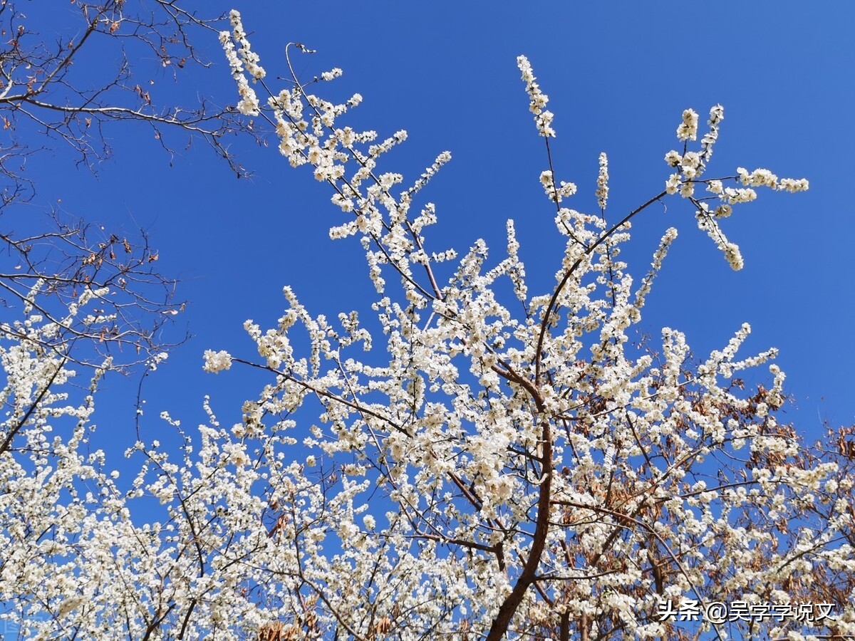 赞美春天诗句（描写春天的优美短句）