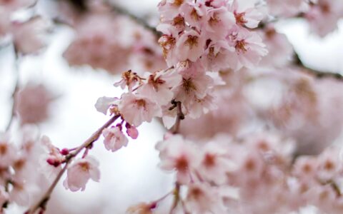 描写春天的短句摘抄（写春天的句子优美段落）