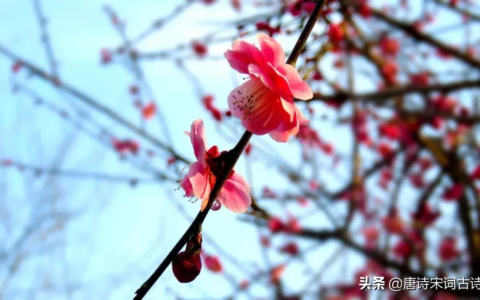 关于梅花的诗句有哪些（与梅花有关的诗词）