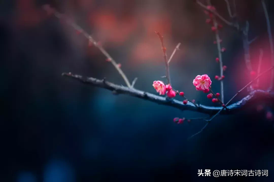 关于梅花的诗句有哪些（与梅花有关的诗词）