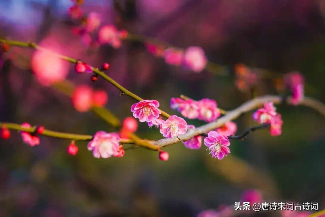 关于梅花的诗句有哪些（与梅花有关的诗词）