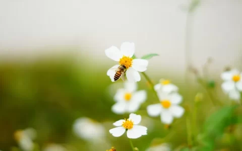 三月的代表美好的诗句（诗经三月唯美的句子）