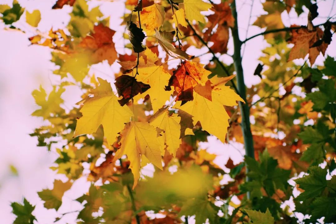 植物的诗歌有哪些（描写植物的现代诗歌）