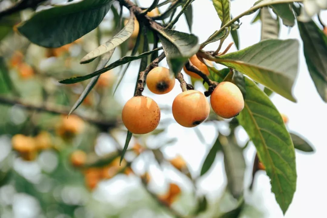 植物的诗歌有哪些（描写植物的现代诗歌）