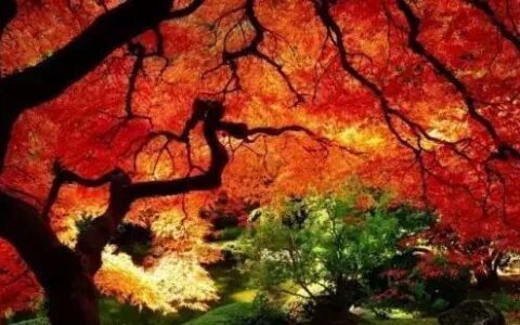 秋季的诗句还有哪些（关于秋天的古诗大全）