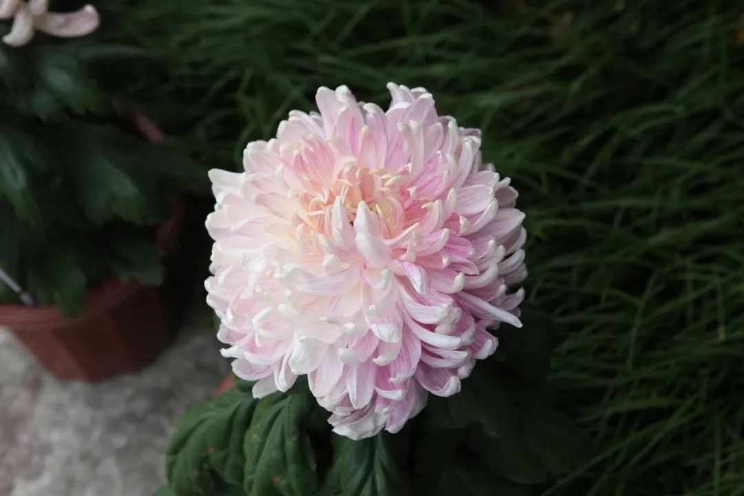 菊花的诗句有哪些（赞美菊花的佳句）