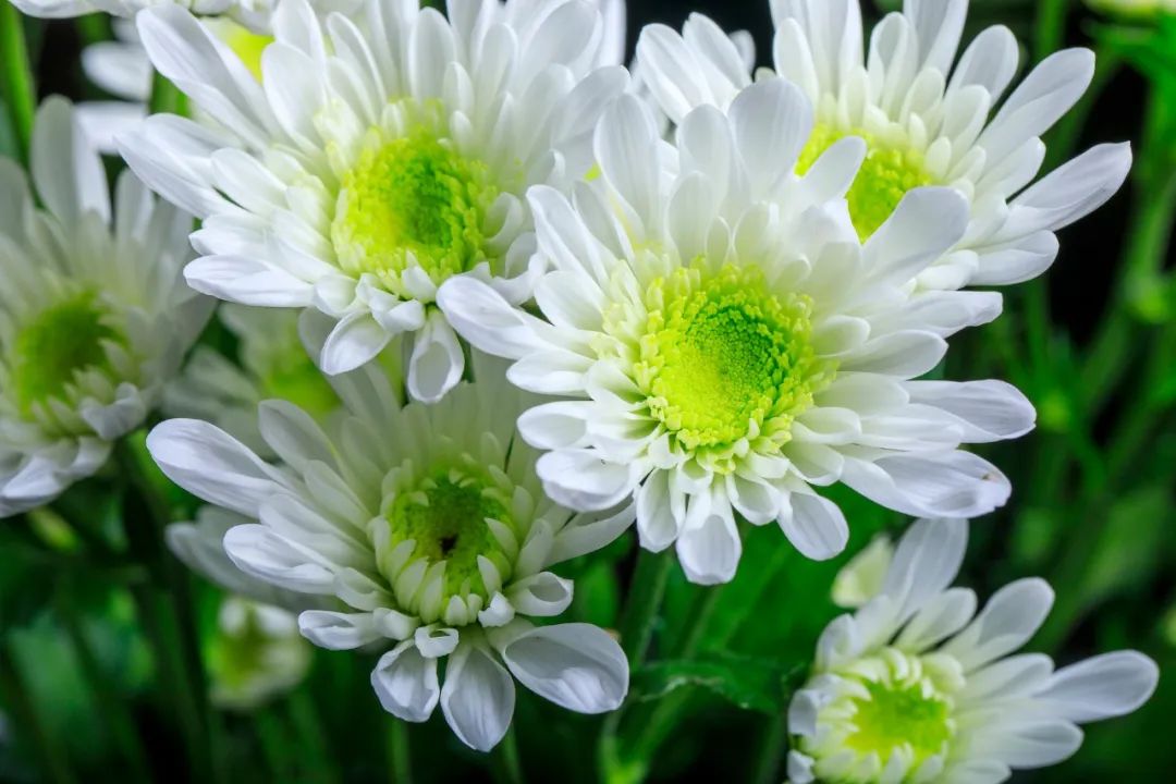 菊花的诗句有哪些（赞美菊花的佳句）