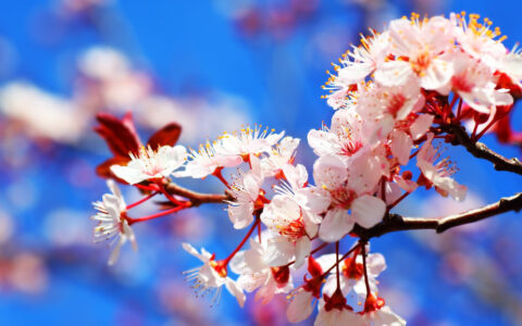 描写樱花的唯美诗句（写樱花最出名的诗句）