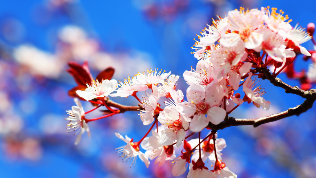 描写樱花的唯美诗句（写樱花最出名的诗句）